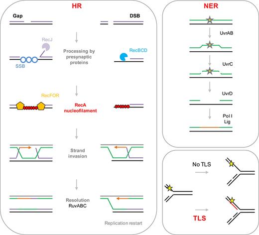 Simplified representations of DNA repair pathways induced by SOS (described in the introduction section). HR, NER, and TLS are induced during the SOS response. HR: homologous recombination. Single-strand nicks (gaps) are transformed into larger gaps by the RecJ exonuclease. Gaps are recognized by RecFOR presynaptic proteins. Double-strand breaks (DSB) are recognized by the presynaptic RecBCD exonuclease/helicase complex. RecFOR/RecBCD recruit RecA to initiate homologous recombination through strand invasion with the sister chromosome, usually resulting in mutation-free repair. DSB repair results in the formation of a replication fork. NER: nucleotide excision repair. The UvrAB complex recognizes the DNA lesion; UvrC proceeds with a double incision on both sides of the lesion and the ssDNA carrying the lesion is removed by the UvrD helicase. DNA polymerase I (Pol I) resynthesizes the missing DNA and the ligase ligates the newly synthesized DNA to the template, usually resulting in mutation-free repair. If the SOS-inducing signal persists, translesion synthesis (TLS) polymerases are induced. In the absence of TLS, the replicative DNA polymerase (Pol III) cannot replicate damaged DNA, leading to fork stalling. TLS polymerases (Pol IV, Pol V) can replicate damaged DNA in a mutagenic manner. Yellow stars represent DNA lesions.