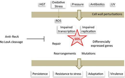 Beyond being a repair process, SOS induction leads to a very strong but transient response to genotoxic stress, which potentiates bacterial survival and adaptation to changing environments.