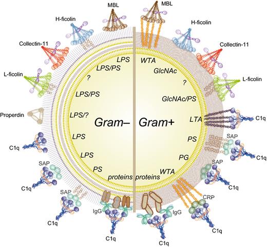 How bacteria are recognized by complement. Complement recognition molecules of the CP (C1q), LP (MBL, ficolins, collectin-11), and AP (properdin) bind to various structures on Gram-positive and Gram-negative bacteria (recognition motifs in italics). Next to direct binding, C1q also indirectly recognizes bacteria via antibodies, CRP or SAP. MBL, mannose-binding lectin; SAP, serum amyloid P; CRP, C-reactive protein; IgG, immunoglobulin G; LPS, lipopolysaccharide; PS, polysaccharides; WTA, Wall Teichoic acid; GlcNAc, N-acetyl glucosamine; LTA, Lipoteichoic acid.