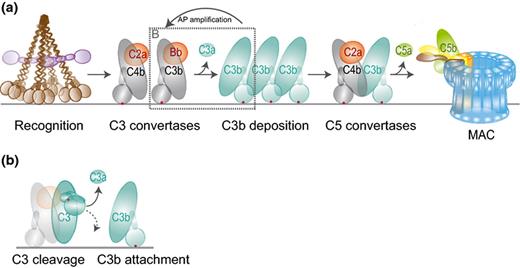 The complement reaction on bacteria. (a) Recognition molecules initiate the complement cascade by their associated serine proteases (C1s and MASP-2, purple) that cleave C4 and C2 to generate a C4b2a complex on the bacterial surface. This complex is a C3 convertase that cleaves C3 into the released anaphylatoxin C3a and C3b, which binds covalently to the bacterial surface. C3b molecules initiate formation of another C3 convertase (C3bBb) that amplifies the C3b labeling process (AP amplification). C3b molecules also generate C5 convertases by binding onto or near the C3 convertases. This initiates a substrate switch, which causes convertases to cleave C5 into soluble C5a and C5b that forms a complex with C6-9 to generate the MAC. This figure was partly modified from Gros et al., 2008. (b) Conversion of C3 by the C3 convertase. C3 holds a reactive thioester bond (red dot) that is hidden within the C3 molecule but exposed upon its cleavage into C3b. The acyl group of the thioester moiety forms a covalent bond with a hydroxyl or amine group, which allows covalent attachment of C3b to the target surface.