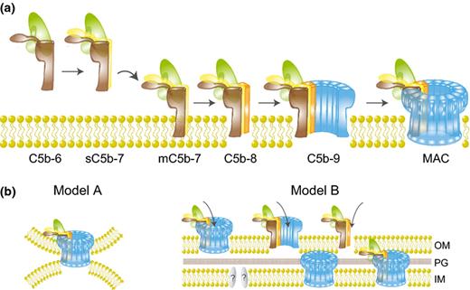 Assembly and bactericidal mechanisms of the MAC. (a) Newly formed C5b reacts with C6 to form the stable C5b6 complex. Binding of C7 results in a hydrophobic complex that targets the membrane (mC5b-7). Membrane insertion is initiated upon binding of C8 (C5b-8) after which 12–18 copies of C9 polymerize to form the pore-forming ring structure (MAC). (b) Several hypotheses for MAC-mediated killing of Gram-negative bacteria. Model A: the MAC simultaneously disrupts the OM and IM via insertion into e.g. Bayer's junctions. Model B: the MAC or its precursors (C5b-8 or C5b-9n) rupture the OM, which allows passage of C5b-9 components (creating another MAC), C9 alone (or fragments of C9), or other factors into the periplasm to disrupt IM integrity. This process may require additional enzymes to breakdown the PG layer.
