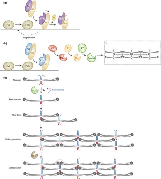 Activation of coagulation on bacteria. The contact activation pathway is initiated by the binding of FXII to negatively charged bacterial structures. FXII is then auto-activated into FXIIa, which either triggers the kallikrein-kinin system (a) or the clotting cascade (b). (a) FXIIa converts PK, which circulates in complex with HK, into active kallikrein. Kallikrein cleaves HK to release BK and activates FXII to amplify the contact system. (b) FXIIa cleaves FXI, which also circulates in complex with HK. FXIa subsequently converts FIX into FIXa. FIXa will then trigger the common pathway of coagulation by converting FX into FXa, which leads to conversion of prothrombin into thrombin that cleaves fibrinogen. (c) Formation of fibrin clots. Activated thrombin cleaves fibrinogen into fibrin monomers that are capable of interacting with adjacent fibrin molecules and thereby form long fibers and finally a fibrin clot. This clot can be stabilized by FXIII or thrombin-activated FXIIIa.