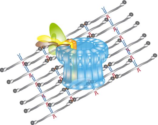 We take a closer look at how complement and coagulation induce stress to bacterial cells.