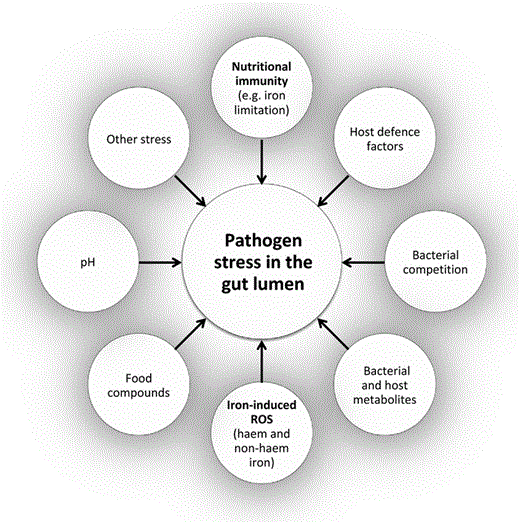 Overview of stress factors towards pathogens in the colon lumen. Schematic summary of the stress factors to which pathogens in the colon lumen are exposed. This is an incomplete list, and only the main factors discussed in this review are depicted.