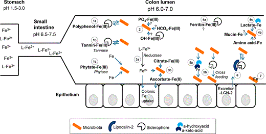 Iron speciation, availability and the battle for iron in the colon lumen. Iron speciation in the gastrointestinal tract probably plays an important role in the accessibility of iron for the gut microbiota. In the stomach (on the left; very simplified), the low pH favours the solubility of both ferric and ferrous iron, not necessarily requiring a ligand (L) for solubility. When the pH increases in the small intestine, the solubility of mainly ferric iron decreases and more complexes with food components and host excretions will be formed. Within the colon, the pH slightly drops due to the production of, for example, lactate and SCFAs by the microbiota. The colonic part of the figure, where the microbiota depicted in orange represents both (beneficial) resident species and pathogenic species, shows the following aspects: (1) On the left, it is shown that iron bound to polyphenols (1a), for example tannins (1b) and phytate (1c), may be accessible via enzymatic degradation or via the removal of the iron by siderophores; (2) The rather insoluble forms like iron in a complex with phosphate, carbonate or oxides are likely not readily accessible for the microbiota, but they may be solubilised by bacterial reduction or siderophoric chelation; (3) Soluble forms of ferric iron may be reduced to ferrous iron after which it can be taken up by both the microbiota and the host (3a), and for instance, the soluble ferric citrate or ferrous ascorbate may be directly taken up by bacteria (3b). Notably, host iron uptake may be a mechanism to withdraw the iron from the colon lumen; (4) On the right, several forms of iron are depicted from which we also do not know very well how accessible they are. We envisage that ferritin–iron (dietary or from sloughed enterocytes) (4a) is difficult to access, but iron bound to mucin, amino acids or lactate (4b) may be relatively easy to access and that may hypothetically be promoted by the low-affinity siderophores α-hydroxyacids and α-keto-acids (4c); (5) These low-affinity siderophores (5a) may also play an important role in the phenomenon of iron cross-feeding by heterologous siderophores within the microbiota (5b); (6) The excretion of lipocalin-2 (LCN-2) in the colon lumen may scavenge iron bound to siderophores and hereby prevent uptake by (pathogenic) bacteria; (7) Finally, at the lower right, it is depicted that bacteria spp. may bind iron to their cell wall (as has been shown for Bifidobacterium), which likely prevents access to this iron by other (pathogenic) species.