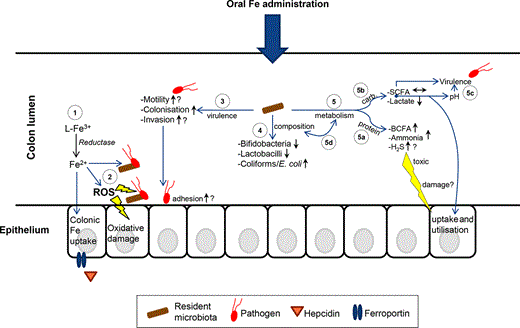 Potential effects of oral iron administration on the microbiota in the noninflamed colon. Oral iron administration: (1) Primarily increases the amount of iron in the colon, which may consist of both ferric and ferrous forms, available for uptake by the microbiota and the host (depicted on the left); (2) Can induce the formation of ROS close to the epithelium, which may elicit damage to the epithelium and stress to the local microbiota; (3) May enhance the virulence of enteric pathogens, favouring colonisation and possibly the ability to adhere to and invade the epithelium; (4) Will alter the gut microbiota composition, which mostly involves a decrease in Bifidobacteriaceae and Lactobacillaceae and an increase in coliforms/E. coli; (5) Likely influences gut microbial metabolism (directly and/or via an altered microbial composition), which likely increases protein fermentation, resulting in the formation of toxic products (5a) and which may also affect beneficial carbohydrate (carb.) metabolism (5b). It is known that iron limitation may lower SCFA production and increase lactate production, which in turn can influence virulence of enteric pathogens either directly or via a change in luminal pH (5c). Notably, a changed microbial metabolism may influence the gut microbiota composition (5d).