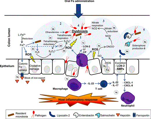 Pathogen exploitation of intestinal inflammation leading to dysbiosis, and the potential effects of oral iron administration. The figure shows processes 1–5 contributing to dysbiosis and process 6 that might be connected: (1) The inflammatory response, triggered by intestinal pathogens, activates macrophages (1a), which in turn stimulates T cells to secrete IL-22 and IL-17. This triggers secretion of chemokines by the epithelium, which attract neutrophils to the site of inflammation (1b). Importantly, the infiltrated neutrophils release ROS into the intestinal lumen (potentially strengthened by iron) as an innate defence mechanism, together with antimicrobial proteins (AMPs) such as lipocalin-2 (LCN-2), lactoferrin (Lf) and calprotectin (CP) (1c). This process and also the secretion of other AMPs by the epithelium cause dysbiosis because pathogens like S. Typhimurium confer an advantage in this inflamed environment; (2) The ROS generation by the neutrophils may be enhanced by luminal iron and which in turn favours the formation of tetrathionate (2a) on which S. Typhimurium can respire, and supports the utilisation of host-derived ethanolamine (2b). The formation of tetrathionate may potentially also be increased by iron-stimulated microbial H2S production (2c). Furthermore, extra iron may directly interfere with alternative respiration by pathogens (2d) and favour the ubiquitous expression of tetrathionate reductase, which contains an iron–sulphur cluster (2e); (3) Similarly, induction of ROS possibly favours formation of the alternative respiration molecule nitrate (3a) and also the nitrate reductase is dependent on an iron–sulphur cluster (3b); (4) Extra iron (coming from the upper GI tract) is likely to also enhance the dysbiosis process directly via its effects on gut microbiota composition; (5) The production of alternative stealth siderophores such as salmochelin normally also promotes dysbiosis, but extra iron is likely to inhibit both siderophore and stealth siderophore production (5a). Lipocalin-2 (LCN-2)-based defence is likely not effective in the absence of siderophores (5b); (6) Inflammation will increase the blood hepcidin levels, which in turn binds to the cellular iron exporter ferroportin at the basolateral side of the epithelial cell. This may cause an increase in intracellular epithelial iron, providing an iron source for invading pathogens (6a). This iron potentially influences inducible nitric oxide synthase (iNOS) production by the epithelium, as has been shown for macrophages (Weiss, 2005) (6b).