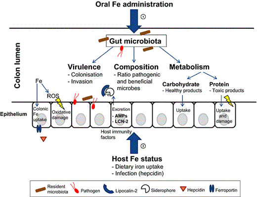 Schematic overview of the main gut microbial factors that are influenced by oral iron administration and host iron status. This figure summarises the main two iron-related components that influence the gut microbiota composition, virulence and metabolism. (1) Orally administered iron can have direct impact on the gut microbiota composition (and the ratio of pathogenic bacteria to beneficial bacteria) and metabolism and potentially on the virulence of enteric pathogens. (2) Host iron status is influenced by dietary iron uptake and infection; this in turn influences host immunity factors which can affect the gut microbiota. Intestinal inflammation (not depicted in this figure) will have a large impact on the gut microbiota (Fig. 5).
