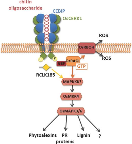 Schematic representation of the chitin receptor complex at the plasma membrane and components involved in the cellular signaling pathway in rice. The LysM receptor CEBiP directly binds chitin, resulting in CEBiP homodimerization as the ectodomain of two CEBiP monomers bind the same chitin oligosaccharide from opposite sides. CEBiP furthermore heterodimerizes with OsCERK1 whose kinase domain is subsequently phosphorylated. In turn, OsCERK1 phosphorylates the downstream signaling component OsRacGEF1, which activates OsRAC1 that then activates a MAPK cascade, which culminates in the expression of defense executers. OsCERK1 can also phosphorylate RCLK185 that activates the same MAPK cascade.