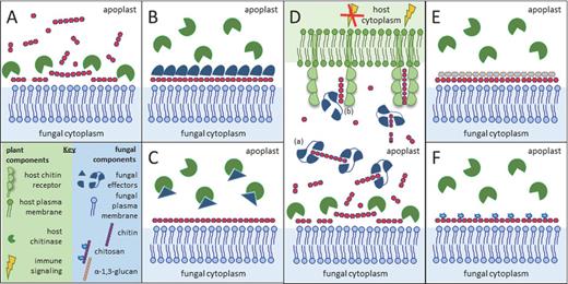 Simplified illustration of potential pathogen strategies to perturb hydrolysis of cell wall chitin and detection of chitin oligomers. (A) Chitin in fungal cell walls is targeted by host-secreted chitinases that liberate chitin fragments that can further activate the host immune system, and that can hydrolyze fungal cells together with other host-secreted hydrolases. (B) Several fungal pathogens are known to secrete effectors that can shield fungal hyphae and thus prevent access of chitinases to the chitin in the cell wall. (C) Fungal pathogens may secrete effectors that directly target chitinases to inhibit their activity. (D) Fungal LysM effectors prevent host recognition of released chitin oligomers, which can be attributed to two mechanisms. Due to their ultrahigh affinity chitin binding, these effectors may either scavenge chitin fragments such that they cannot activate host chitin receptors. Alternatively, they may prevent activation of the chitin receptor complex by preventing chitin-induced receptor dimerization. (E) Cell wall remodeling may lead to reduced access of chitinases to the chitin in the cell wall. Several fungi accumulate α-1,3-glucan at the surface of the cell wall to prevent degradation of chitin by chitinases. (F) Alternatively, during host colonization some fungi convert cell wall chitin into chitosan, which is a poor substrate for chitinases and a weak inducer of host immune responses.
