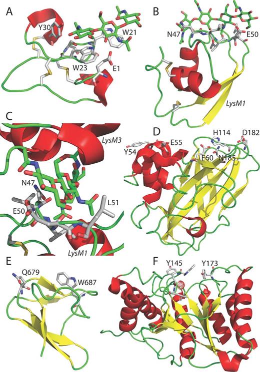 Structural view of several chitin-binding motifs. Protein structures are shown as ribbon models; alpha helices are colored in red, loops in green and beta strands in yellow. Disulfide bridges (sticks representation, sulfurs yellow) and chitooligosaccharides (sticks with carbons in green) are depicted in panels A–C. (A) Truncated hevein in complex with (GlcNAc)3 (PDB ID 1T0M; Aboitiz et al., 2004). (B) Ecp6 LysM1 of Ecp6 with (GlcNAc)4. (C) Chitin-binding groove constituted by LysM1 and LysM3 in close-up with bound (GlcNAc)4 (PDB ID 4B8V; Sánchez-Vallet et al., 2013). (D) CBP21 (PDB ID 2BEM; Vaaje-Kolstad et al., 2005). (E) chitin-binding domain of chitinase A1 (PDB ID 1ED7; Ikegami et al., 2000). (F) Chitin deacetylase (PDB ID code 2IWO; Blair et al., 2005) with a bound zinc atom shown as a red dotted sphere. Amino acid residues involved in chitin binding such as 47NLIEL51 of Ecp6 (panels B and C) are shown in sticks with carbons colored in gray. Figures were prepared with an old version (DeLano Scientific, LLC) of the PyMOL Molecular Graphics System (Schrödinger, LLC).