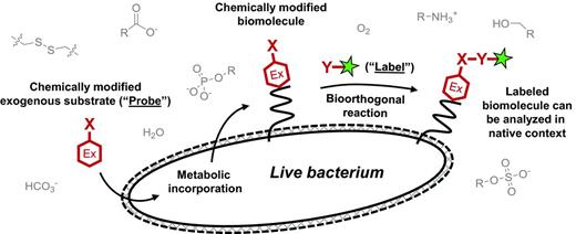 General scheme for metabolic labeling followed by bioorthogonal chemical detection. Chemical or chemoenzymatic synthesis is used to prepare the probe, which is a substrate (red hexagon) modified with a small chemical reporter group X. The endogenous metabolic machinery of the bacterium incorporates the exogenously added probe into the macromolecule of interest. The presence of X is detected by incubating the cell surface of intact (and often live) bacteria with a reaction partner Y containing the label (green star), which is a detectable group such as a fluorophore. X and Y form a covalent bond, thus embedding the label in the macromolecule. Selective, non-toxic reactions that occur in the presence of other cellular biomolecules (gray) are termed ‘bioorthogonal’ and are summarized in Table 1.