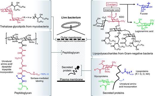 Structure and location of cell envelope macromolecules covered in this review. The embedded metabolic labels (various colors) contain chemical reporters denoted as X. See Table 2 for representative publications and more detailed information regarding metabolic incorporation.