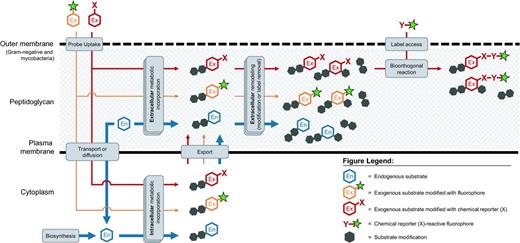 Labeling the bacterial cell surface by hijacking endogenous metabolic pathways (blue) with exogenous substrates via one-step (orange) and two-step (red) approaches. Thickness of arrows indicates probable relative processing efficiency of substrates by the cell's metabolic machinery.