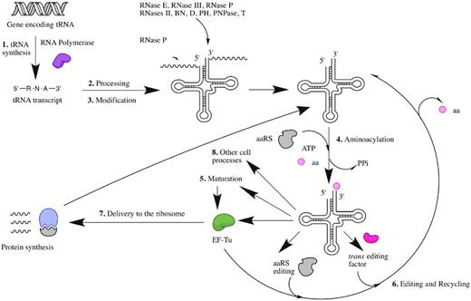 The typical life cycle of a bacterial transfer RNA. The numbering system corresponds to the specific sections of this review. Abbreviations include aminoacyl-tRNA synthetase (aaRS), inorganic pyrophosphate (PPi), amino acid (aa) and elongation factor-TU (EF-Tu).