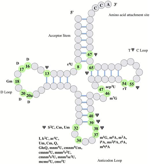 Known modifications and their positions in E. coli tRNA. The information presented in this figure was adapted from El Yacoubi, Bailly and de Crecy-Lagard, (2012). Abbreviations for specific groups include m-, c-, n-, o-, t-, i-, K-, r- and s- for methyl, carbon, amino, oxy, threonine, isopentyl, lysine, ribose and thio groups, respectively. Other abbreviations include acp: 3-amino-3-carboxypropyl, D: dihydrouridine, I: inosine, Ψ: pseudouridine, Q: queuosine. Other capital letters refer to the appropriate bases uracil, cytosine, guanine and adenine. An index and an exponent indicate the number and the position of the substitution, for example 6-dimethyladenosine is written as m62A.