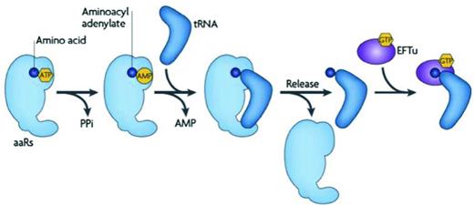 Formation of an aminoacylated-tRNA molecule by an aaRS. An amino acid (blue) is activated by an aaRS to form an aminoacyl-adenylate. This process requires ATP and results in the release of PPi. Following tRNA binding to the aaRS, the activated amino acid is transferred to the 3′ end of the tRNA molecule forming aminoacyl-tRNA with concurrent release of adenosine monophosphate (AMP). The aminoacyl-tRNA product is released from the aaRS and is either subject to binding by EF-Tu for delivery to the ribosome or hijacking by other factors for diversion into biosynthetic pathways outside of translation. Figure reproduced from Reynolds, Lazazzera and Ibba (2010).