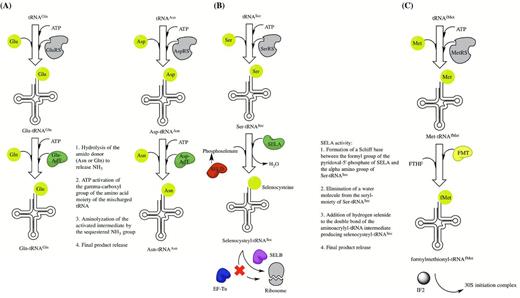 Indirect tRNA aminoacylation pathways. (A) The indirect pathways for generation of Gln-tRNAGln and Asn-tRNAAsn by transamidation. Abbreviations include AdT for amidotransferase. (B) The selenocysteine tRNA modification pathway. (C) The formylation pathway for initiator Met-tRNAfMet. Abbreviations include FMT for methionyl-tRNAfMet transformylase, FTHF for N-10 formyltetrahydrofolate and IF2 for initiation factor 2.