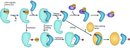 Quality control steps during the formation of a non-cognate aminoacyl-tRNA. After activation of a non-cognate amino acid (red), the aminoacyl adenylate may be hydrolyzed and released. A non-cognate aminoacyl-tRNA may be translocated into the editing site of the aaRS for hydrolysis. If the mischarged aminoacyl-tRNA is released from the aaRS without being edited, it is subjected to editing by trans-editing factors or through resampling by the aaRS. Some non-cognate aminoacyl-tRNAs are discriminated against by EF-Tu, which either binds them too tightly or too weakly for efficient delivery and release in the ribosome. Figure reproduced from Reynolds, Lazazzera and Ibba (2010).