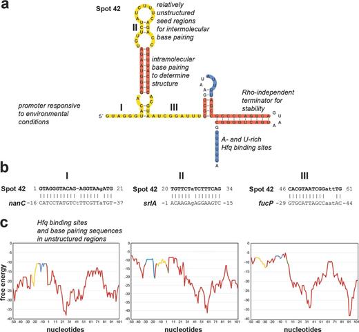 Features of sRNAs and mRNAs required for effective regulation illustrated for E. coli Spot 42 (a) and three of its target mRNAs, nanC, srlA and fucP (b and c), that base pair with the three different single-stranded regions of Spot 42 (I, II and III, respectively). The structure and regions of base pairing and Hfq binding in (a) are based on (Møller et al.2002a, 2002b; Beisel and Storz 2011; Beisel et al.2012). The graphs in (c) show the free-energy profiles (kcal/mol, y-axis) for RNA local secondary structure along the sequences of the Spot 42 targets (x-axis, numbering is relative to the start codon). These graphs reveal that sequences involved in base pairing and Hfq binding have less secondary structure. Yellow denotes complementary sequences, blue denotes Hfq-binding sequences, red denotes sequences involved in forming secondary structures and green denotes start codons.