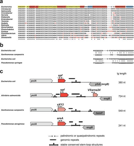 Mechanisms of sRNA evolution illustrated for Spot 42 (encoded by the spf gene), VSsrna24, sX13 and ErsA encoded downstream of polA. Alignment of Spot 42 in Gammaproteobacteria showing the contributions of single nucleotide substitutions and deletions to Spot 42 evolution (a) and similarity of terminators among the sRNAs found downstream of polA in E. coli, Xanthomonas campestris and P. syringae (b). The coloring of the E. coli sequence in (a) is the same as in Fig. 1a. (c) Architecture of the intergenic region (Ig) downstream of polA showing the location of variable repeats and conserved stable hairpins and suggesting the contribution of palindrome misalignment to sRNA evolution. The different sRNA families are indicated by the different patterns of the red arrows. The corresponding trees for the sRNAs found downstream of polA in γ-proteobacteria, Xanthomonadaceae and Pseudomonadaceae are given in Fig. S1 (Supporting Information).