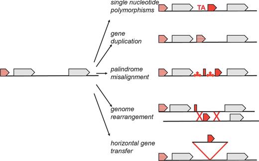 Schematic summary of possible mechanisms of sRNA gene evolution, which include single nucleotide polymorphisms, gene duplication, palindrome misalignment, genome rearrangement and horizontal gene transfer.