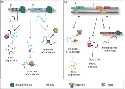 Simplified model of action of trans-encoded and cis-encoded RNAs. (A1) trans-encoded sRNAs interact with their target RNA through imperfect base-pairing and hence promote RNase degradation of the double-stranded RNA molecules. Alternatively the sRNAs might affect the target translation positively (A2) and negatively (A3) by releasing or masking the ribosome-binding site, respectively. Conversely the cis-encoded sRNAs bind through full sequence complementarity the mRNA target, affecting translation, and end in the degradation of the sRNA–target RNA complex (B1). A small cis-encoded RNA, antisense between two genes, can lead to mRNA cleavage (B2) or the transcriptional termination through a putative loop formation and consequently the cessation of the RNA polymerase activity (B3).