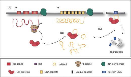 Model of CRISR/Cas system function. (A) Basic structure of the CRISPR/Cas system: several Cas proteins are encoded by the cas genes, located typically in the close proximity of the CRISPR arrays, composed of a variable number of DNA repeats interrupted by unique spacer regions which originate from foreign DNA acquisition. (B) The Cas proteins are in charge of the crRNAs processing and interference with the cDNA region, promoting DNA degradation or silencing (C).
