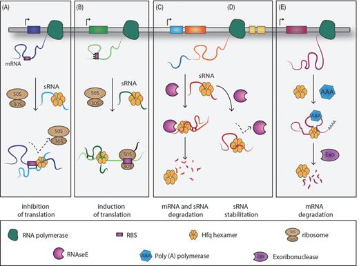 Schematic representation of the mechanisms of action employed by the RNA-binding protein, Hfq. (A) Inhibition at the translational level of the target mRNA by interaction of the sRNA–Hfq complex with the ribosome-binding site (RBS). (B) The complex sRNA–Hfq–mRNA favours the target translation by setting free the RBS, which alternatively would be locked by the formation of a secondary structure. (C) The RNA-binding protein Hfq modulates the mRNA and sRNA turnover rate by recruiting RNase E. (D) Hfq protects the sRNA cleavage site against RNase E attack. (E) Hfq facilitates the mRNA target polyadenylation by the poly(A)polymerase and degradation by exoribonucleases.