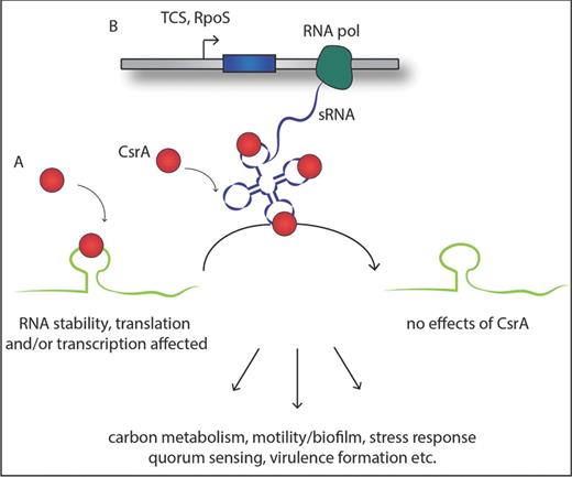 Simplified schematics of the general function of the Csr system. (A) The dimeric RNA-binding protein CsrA interacts with one or more A(N)GGA motifs of the target RNA, typically represented in a hairpin loop structure, leading to an alteration of the accessibility of the translation machinery, transcription (anti-)termination and/or the stability of the RNA. (B) Production of regulatory sRNA under the control of a two-component system and the alternative sigma-factor RpoS antagonizes CsrA function by binding CsrA with high affinity and hence abolishing the interaction with their target RNAs. This results in a global metabolic shift within the pathogen and amongst others to the activation of virulence-related proteins.