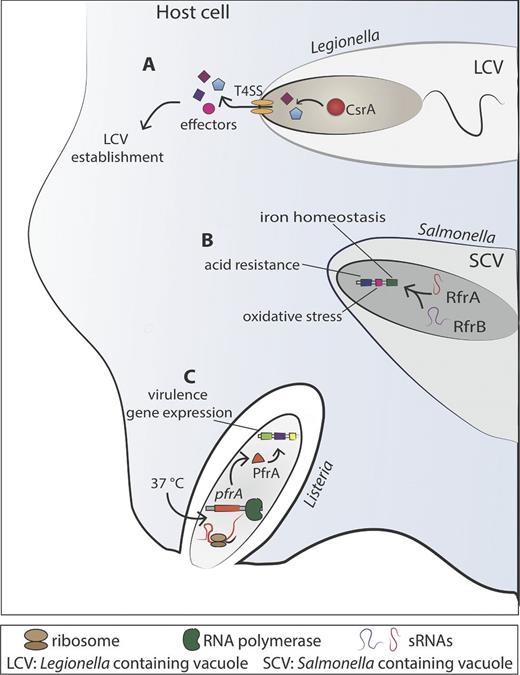 Examples of RNA-mediated regulation implicated in adaptation to the host environment in intracellular bacteria. (A) The regulatory cascade comprising CsrA and two sRNAs (RsmY and RsmZ) regulates the expression of secreted effectors of L. pneumophila that are released into the host cell cytosol. These effectors manipulate different processes of the secretory pathway to help in establishing the Legionella-containing vacuole (LVC). (B) The trans-encoded regulatory sRNAs RfrA and RfrB of Salmonella enterica serovar Typhi play a central role in iron homeostasis regulation, and are implicated in protecting the bacteria against oxidative stress, bactericidal antibiotics and acid resistance when replicating in the host cell. (C) Listeria monocytogenes virulence genes are under the control or PrfA, the master regulator of virulence gene expression. A thermosensor present in the 5′ UTR of prfA senses the variation of the temperature when L. monocytogenes changes from the extracellular environment (lower temperature) to invade a mammalian host cell (37°C). The increase in the temperature changes its conformation, freeing the ribosome-binding site, which is in turn allows the translation of PrfA and subsequent virulence gene expression necessary for invasion of eukaryotic cells and the rapid escape from the vacuole to the cytosol.