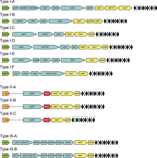 cas gene composition of the CRISPR-Cas systems. Loci from Types I-A to I-F, Types II-A to II-C and Types III-A and II-B CRISPR-Cas systems are represented. The CRISPR arrays are composed of a series of repeats (black diamonds) interspaced by invading genome-targeting spacers (colored diamonds). An operon of cas genes is located in the close vicinity of the CRISPR array. The Cas proteins involved in the crRNA biogenesis in Types I-A, I-B, I-D, I-E and I-F and Types III-A and III-B belong to the Cas6 family. An exception is the gene product Cas5d responsible for the processing of pre-crRNA in Type I-C. In Type II systems, tracrRNA, and the proteins Cas9 and RNase III are the three components responsible for pre-crRNA maturation.