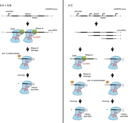 crRNA processing pathways in Type II CRISPR-Cas systems. In Type II systems, the precursor transcript of the CRISPR repeat-spacer array forms duplexes with the trans-activating tracrRNA through pre-crRNA repeat:tracrRNA anti-repeat interactions. The duplex RNAs stabilized by the protein Cas9 are recognized and cleaved by the bacterial endoribonuclease III (RNase III). A second processing by unknown nucleases (trimming by an exonuclease and/or cleavage by an endoribonuclease) generates the mature crRNAs. An alternative pathway for the production of mature crRNAs was described in a Type II-C of N. meningitidis. Here, the transcription of short crRNAs occurs directly from promoters contained within the repeats of the array, and thus independently of cleavage by RNase III. The mature dual tracrRNA:crRNAs complexed with the protein Cas9 form the interference complex that target and cleave site specifically double-stranded DNA.