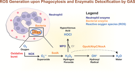 Generation of reactive oxygen intermediates (light blue) by enzymes in human neutrophils (dark blue) upon phagocytosis, and the enzymatic detoxification mechanisms utilized by GAS bacteria (orange). Oxygen (O2) can be converted to superoxide (O2•−) following the activation of NOX in neutrophils. Superoxide may be converted to H2O2 by the GAS enzyme SodA. Both superoxide and hydrogen peroxide may be converted to hydroxyl radicals (OH•) during the Fenton reaction. Bacteria express iron chelators and transporters to maintain iron homeostasis and prevent the formation of bactericidal hydroxyl radicals. The neutrophil enzyme MPO catalyzes the production of bactericidal HOCl from H2O2 and Cl− during the oxidative burst. Hydrogen peroxide can be detoxified to water by the enzyme Gpo, AhpC or NoxA. Following the gain of an electron, hydroxyl radicals can be converted to water. Abbreviations: O2, oxygen; O2•−, superoxide; NOX, NADH oxidase; H2O2, hydrogen peroxide; SodA, superoxide dismutase; OH•, hydroxyl radicals; MPO, myeloperoxidase; HOCl, hypochlorous acid; Cl−, chloride anion; GpoA, glutathione peroxidase; AhpC, alkyl hydroperoxidase; NoxA, NADH oxidase A reductase.