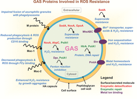 The GAS proteins involved in oxidative stress resistance. Several surface-associated GAS molecules play a role in ROS suppression: M protein impairs azurophilic granule fusion with the phagolysosome in host neutrophils; HA capsular polysaccharide promotes bacterial clumping and enhances H2O2 resistance; recombinant Mac-1/IdeS binds CD16 on neutrophils inhibiting phagocytosis and ROS production; and Mac-2 binds neutrophil FCγ receptors to inhibit phagocytosis and ROS production. Enzymes involved in superoxide detoxification include NoxA/NOXase, SodA and AhpC. GpoA plays a role in cellular redox homeostasis and protects cells from the deleterious effects of ROS. Chaperone protein HtrA/DegP and DNA polymerase PolA1 function to repair protein or DNA damaged by ROS, respectively. Cation homeostasis, important for oxidative stress resistance, is regulated by several GAS proteins: PmtA, an iron efflux system important for H2O2 resistance; MtsABC, involved Fe3+, Zn2+ and Mn2+ transport and required for enhanced resistance to superoxide and H2O2; Shr, a surface-associated heme receptor involved in iron sequestration and H2O2 resistance; and Dpr/MrgA, plays a pivotal role in resistance to oxidant stress by functioning as an iron (Fe2+) chelator and preventing the production of bactericidal hydroxyl radicals via the Fenton reaction. Abbreviations: ROS, reactive oxygen species; HA, hyaluronan; Mac-1/IdeS, Mac-1-like protein; NoxA/NOXase, NADH oxidase A; SodA, superoxide dismutase; AhpC, alkyl hydroperoxidase reductase C; GpoA, glutothione peroxidase; HtrA/DegP, high-temperature requirement A; PolA1, DNA polymerase I; PmtA, PerR-regulated metal transporter A; MtsABC, metal transporter of Streptococcus ABC; Shr, streptococcal hemoprotein receptor; Dpr/MrgA, Dps-like peroxide resistance protein.