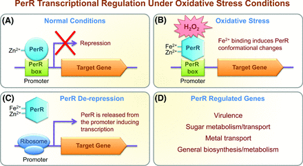 Transcriptional regulator PerR regulates the inducible peroxide resistance response. (A) Under normal conditions, PerR has a bound zinc ion (Zn2+) and generally represses transcription of PerR-regulated genes by directly binding conserved sequences, known as Per boxes, in the promoter of each target gene. (B) Under conditions of peroxide stress (H2O2), a ferrous ion (Fe2+) is bound, resulting in the oxidation of histidine residues and conformational changes within PerR. (C) Conformational changes reduce the DNA-binding affinity of PerR, resulting in the dissociation of PerR from the PerR boxes, and transcription of the target gene. (D) GAS PerR regulates genes involved in virulence, sugar metabolism/transport, metal ion efflux and housekeeping metabolic pathways.