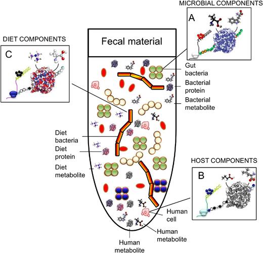 Schematic representation of the complexity of the faecal fluids at the biological and chemical levels. Colour codes are used to distinguish microbial (i.e. bacterial) (A), human cells (B) and dietary (C) components.