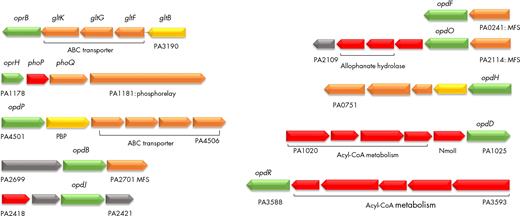 Porin genes contained in operons. Operons including porin-encoding genes from P. aeruginosa PAO1 (pseudomonas.com). Predicted localization of the encoded proteins is indicated by colors as in Pseudomonas.com (green: outer membrane; orange: cytoplasmic membrane; red: cytoplasmic; yellow: periplasmic; gray: unknown). ABC: ATP-binding cassette; PBP: probable binding protein component of ABC transporter; MFS: major facilitator superfamily transporter; NmoII: type II nitronate monooxygenase (Salvi et al. 2014).