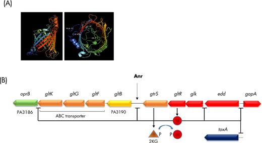 OprB structure and regulation of oprB transcription. (A) Schematic representation (PyMOL Molecular Graphics System, Version 1.8 Schrödinger, LLC) viewed from the side (left) and from the extracellular environment (right) of OprB based on a 3D model predicted by I-TASSER (Yang and Zhang 2015; Yang et al. 2015). (B) Sensing of 2 ketogluconate (2KG) by the histidine kinase GtrS results in phosphorylation of the GltR transcriptional regulator, which in turn negatively affects transcription of oprB, PA3190, glk and gapA, these genes lying in the close vicinity of the TCS encoding genes. In addition, GltR is also a negative regulator of toxA expression, suggesting a relation between glucose metabolism and virulence in P. aeruginosa.