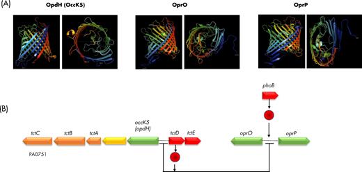 OprO, OprP and OpdH (OccD5), structure and regulation. (A) Schematic representation (PyMOL Molecular Graphics System, Version 1.8 Schrödinger, LLC) viewed from the side (left) and from the extracellular environment (right) of OpdH and OprP based on their X-ray crystal structure (PDB 3T20 and 2O4V, respectively), and of OprO based on a 3D model predicted by I-TASSER (Yang and Zhang 2015; Yang et al. 2015). (B) PhoB is a positive regulator of oprO and oprP expression. By contrast, TctD is a repressor of oprO and oprP, as well as of its own expression and that of opdH (occD5). In presence of the OpdH (OccD5) substrate, cis-aconitate, the repression exerted by TcdT is alleviated, leading to transcription of opdH (occD5)-tctA-tctB-tctC, tctD-tctE operons, oprO and oprP.