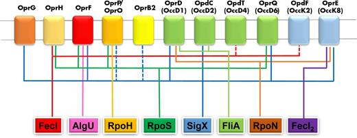Regulation of porin genes by sigma factors. The involvement of FecI, FecI2, AlgU, RpoH, RpoS, SigX, FliA and RpoN sigma factors in regulation of porin genes is indicated by the corresponding colored lines, according to ChIP data (Schulz et al. 2015).