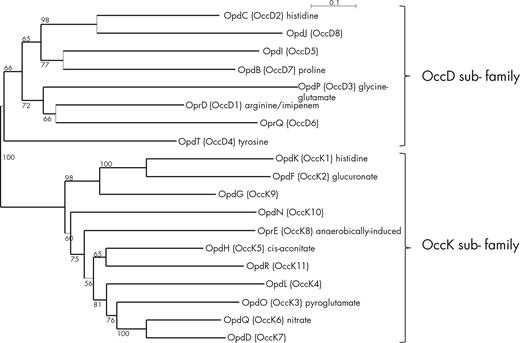 Phylogenetic relationships among OccD and OccK sequences from P. aeruginosa PAO1. The unrooted dendrogram was generated using neighbor-joining algorithm from evolutionary distances using Poisson correction. Bootstrap values correspond to 1000 pseudo-replicates.