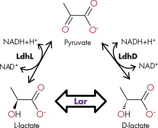 The lactate racemase activity. LdhL and LdhD: L- and D-lactate dehydrogenase, respectively. NAD: nicotinamide adenine dinucleotide. Lar: lactate racemase.
