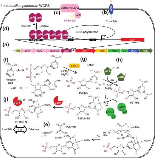 The Lar system of Lb. plantarum WCFS1. (a) Genetic organization of the Lb. plantarum WCFS1 lar locus. (b) LarD is a lactic acid membrane channel. (c) Lar(MN)QO imports nickel into the cell. (d) The larABCDE promoter is stimulated by LarR binding and multimerization on the Lar box, which depends on the presence of L-lactate and the absence of D-lactate. (e) Hypothetical mechanism of Lar. PTTMN Ni: pyridinium-3-thioamide-5-thiocarboxylic acid mononucleotide nickel pincer. (f) NAD biosynthesis pathway. NaAD: nicotinic acid adenine dinucleotide, NAD: nicotinamide adenine dinucleotide. (g) LarB is a NaAD hydrolase/carboxylase. P2CMN: pyridinium-3,5-dicarboxylic acid mononucleotide, AMP: adenosine monophosphate. (h) LarE is an ATP-dependent sacrificial sulfur transferase. P2TMN: pyridinium-3,5-dithiocarboxylic acid mononucleotide. (i) LarC is a nickel chelatase. (j) Ni PTTMN insertion into LarA.