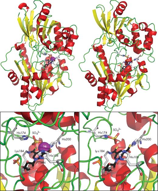 LarA structure. Comparison of the Ni-containing monomer (left) with the Ni-free monomer (right). The LarA structure is shown in cartoon mode with the α-helices in red, β-sheets in yellow and loops in green. The catalytic residues and the pincer cofactor are shown in stick mode with the carbons in black for the cofactor and in light gray for the protein residues, nitrogen in blue, oxygen in red, sulfur in yellow and phosphorus in orange. Ni is shown as a purple ball. Sulfate occupies the predicted position of lactate in the catalytic site. PTTMN: pyridinium-3-thioamide-5-thiocarboxylic acid mononucleotide.