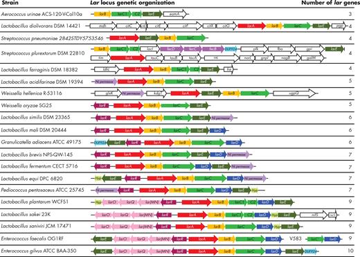 Genetic organization of 20 representative lar loci of Lactobacillales. For E. faecalis, two strains, OG1RF and V583, are represented on the same line. The larR, larA, larB, larC, larD and larE genes are shown in burgundy, red, yellow, green, blue and dark green, respectively. Genes encoding the ABCtype nickel transport system (lar(MN)QO), ABC-type Fe3+-siderophore transport system (fecBCD) and nickel permeases (Ni permease) are shown in pink, purple and light purple, respectively. Hypothetical genes (Hyp) and DUF924-encoding genes (DUF924) are shown in light green and light blue, respectively. Genes encoding an EamA family transporter (eamA), malate dehydrogenase (mdh), citrate lyase ligase (citC), citrate lyase subunits γ, β and α (citD, citE and citF, respectively), apo-citrate lyase phosphoribosyldephospho-CoA transferase (citX), phosphoglycolate phosphatase (pgp), a transcriptional regulator of the LacI/PurR family (lacI), 6-phosphofructokinase (pfk), fructose-bisphosphate aldolase (fba), glucose-6-phosphate isomerase (gpi), triose-phosphate isomerase (tim), ABC-type nitrate/sulfonate/bicarbonate transport system (tauABC), signal transduction histidine kinase (HK), DNA-binding response regulator of the NarL/FixJ family (narL), glucosamine-6-phosphate isomerase (gnpI), N-acetylglucosamine-6-phosphate deacetylase (nagB), galactose mutarotase (galM), L-lactate dehydrogenase (ldhL), NADPH-dependent FMN reductase (fre), glycerate kinase (glxK), 2-keto-3-deoxygluconate permease (kdgT), glycerophosphoryl diester phosphodiesterase (ugpQ), cysteine sulfinate desulfinase/cysteine desulfurase or related enzyme (nifS) and cysteine desulfurase (iscS) are shown in white.