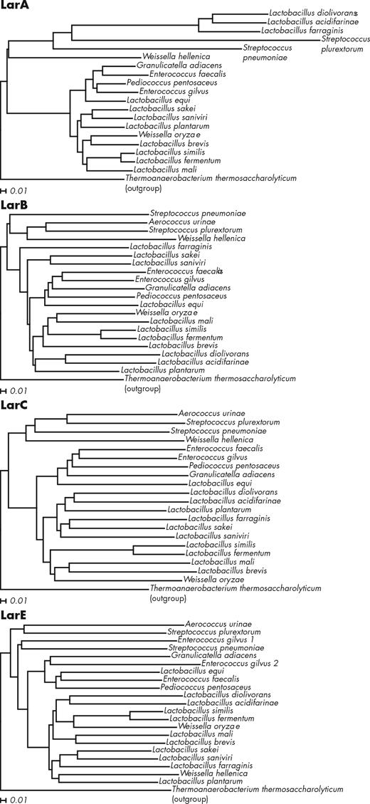 LarA, LarB, LarC and LarE alignments with Lar proteins of Thermoanaerobacterium thermosaccharolyticum DSM 571 as outgroups. Strain names are those reported in Fig. 4. The alignments were created with ClustalX using the neighbor-joining method (Larkin et al. 2007) and the trees were drawn with Dendroscope (Huson and Scornavacca 2012) using default parameters. The distances shown represent the substitutions per sequence position.