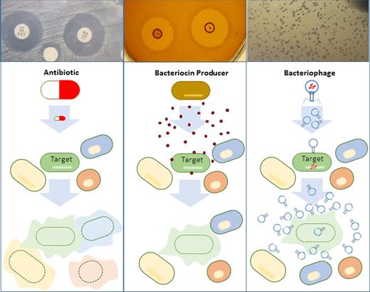 Off-target consequences of antibiotics, bacteriocins and phage on microbial communities. As well as killing its target the antibiotic kills the surrounding microbial community. In contrast, bacteriocins and phage do not alter the surrounding microbial community but kill the specific target only.