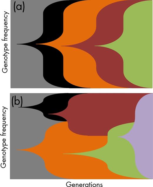 Muller plots showing the succession of genotypes in a culture throughout experimental evolution. If the mutation supply rate is low typically, one mutation will get fixed before a new mutation occurs (a). If the mutations supply rate is high through, e.g. higher mutation rates or bigger population sizes, multiple genotypes will compete within a population. This allows for the selection of more complex genotypes as more beneficial mutations can accumulate in the competing variants (b). Adapted from Barrick and Lenski (2013).