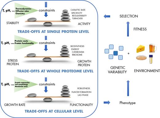 Cellular constraints occur at different levels. Examples: At the single protein level, activity trades off with stability, at the proteome level stress proteins trade off with growth related proteins and at the whole cell level, growth rate could trade off with functional properties such as robustness or lag times. Exposure of the resulting phenotype to a given environment will select for mutants with alterations in their protein allocation.